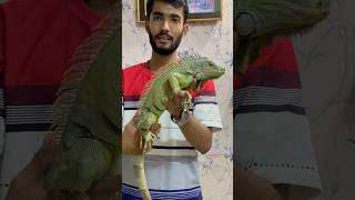 Iguana Full Size  iguana mumbai goat ruwhaidshah trendingreels online shorts sasta [upl. by Ardnola]