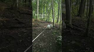 Morning walk in nature westhighlandwhiteterrier dog westie walkies nature woods [upl. by Burbank]