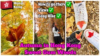 AUTUMN IN HONG KONG 2020 SWEET GUM WOODS TAI TONG  EASY HIKE  HOW TO GO amp VIEWS  JOY WANDERS HK [upl. by Onitrof951]