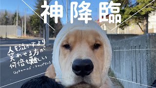 被り物に関しては神の域に入った子犬のるこる君です [upl. by Dovev]