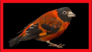 Red Siskin Bird Song Red Siskin Bird Call Sound Chirp Vocalization Melody  Carduelis Cucullatus [upl. by Abernon]