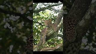 Best Wildlife Photography Destinations in Tamil Nadu  Tamil Nadu Tourism [upl. by Atnahsa]