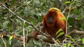 Red Howler Monkeys  Expedition Guyana  BBC Earth [upl. by Beverley]