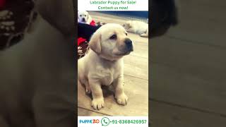 Labrador Dog Price Adorable Labrador Puppy Moments That Melt Your Heart 🐾Whatsapp 91836 8426957 [upl. by Ewens]