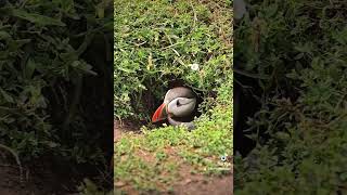 Puffin In Its Barrow [upl. by Ennaed]