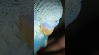 Cute baby budgies video💓💫🐦 [upl. by Ruhnke]