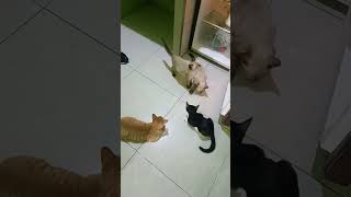 cat catlover kucingabuabuyanglucu catshorts cute kucinglucuimut fypyoutube fypシ゚ [upl. by Malilliw]