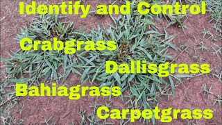 Weed Control and Identification of Crabgrass Dallisgrass Bahiagrass and Carpetgrass [upl. by Esila995]