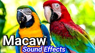 Parrot sound short video  Macaw sound effects [upl. by Asseram]