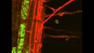 Arbuscular Mycorrhizal Symbiosis Live Imaging [upl. by Rhianna]