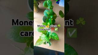 Money💰 plant care tips💯✅ moneyplant plants gardening indoormoneyplant indoorplants plantcare [upl. by Bobina231]