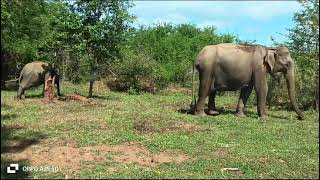 udawalawe safari with prabath 0094763537883 [upl. by Milde]