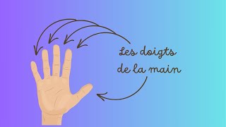 Les doigts de la main  The fingers [upl. by Nyladnohr124]