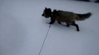 Pet fox sees snow for the first time [upl. by Camel]