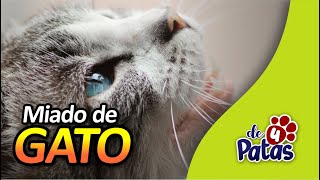 SOM de MIADO DE GATO 7 diferentes tipos de miado de gatinho [upl. by Ateuqal]