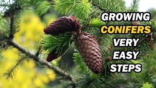 How To Grow And Care For Conifers [upl. by Frankie]