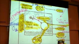 BIOLOGY CELLULAR RESPIRATION 2012 Part 2 by Professor Finkwmv [upl. by Nnylcaj854]