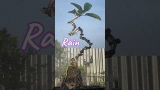 Bonsai Tree Trunk Formation Process [upl. by Nnairahs665]