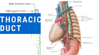 Learn Thoracic duct in 8 minutes with mnemonics  Anatomy demystified [upl. by Nolly]