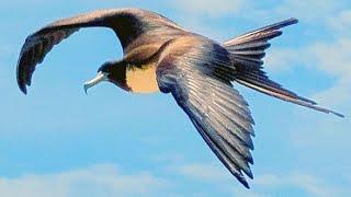 Magnificent Frigatebird The Elegant Thief from Above [upl. by Attolrac]