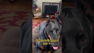 Jerry Harris reggae music doglover dogpark dogshorts bobmarley doberman dog usa uk [upl. by Verdie]