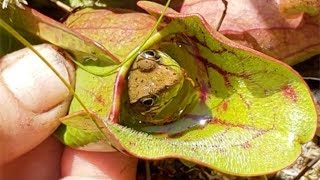 Carnivorous Plant Eats Frog Alive [upl. by Lenroc]