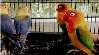 3 pairs of African love birds video [upl. by Beal739]