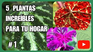 5 Plantas Esenciales para Terrario y Maceta 🌿  Guía MgzNatura 1 [upl. by Anaila]