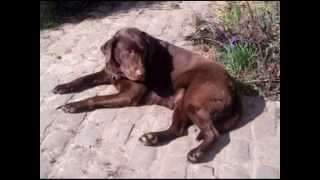 labrador brun chocolat 1 [upl. by Michigan]