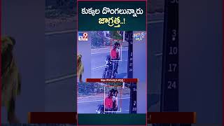 iSmart News  కుక్కల దొంగలున్నారు జాగ్రత్త  Beware of Dog Thieves TV9 [upl. by Engis]