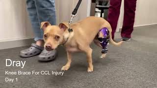 Chihuahua Goes From Limping To Running [upl. by Angelo]