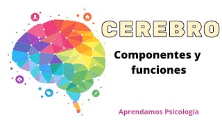 Los lóbulos cerebrales y sus funciones [upl. by Tcideneb]