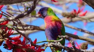 Rainbow Lorikeet Sound and Courtship Mating Call [upl. by Dirrej]