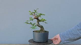 Pré Bonsai Calliandra Rosa 5 Anos [upl. by Goren]