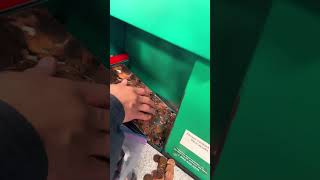 Coinstar machine counting coins [upl. by Auhsohey]