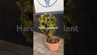 Euphorbia lactea cristata Atkot petrol pump ⛽trendingshorts ytviral plantssucculent [upl. by Nnalorac970]