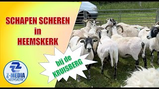 Schapen scheren bij de Kruisberg in Heemskerk 4k [upl. by Aubarta]