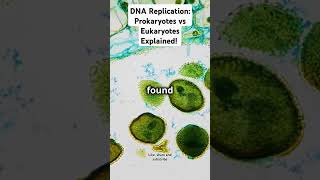 DNA Replication Prokaryotes vs Eukaryotes Explained viralvideo replication biology GCSE NCERT [upl. by Alfons585]