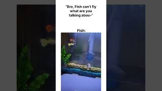 Flying fish memes ￼ [upl. by Nnad]