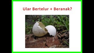 Video Ketika Ular Bertelur dan Beranak [upl. by Ricki]