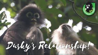 How do Dusky Langurs Maintain Their Family amp Friends Relationship [upl. by Ephrem]