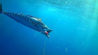 WAHOO amp MACKEREL SMASH BAITS ATTACHED TO UNDERWATER CAMERA [upl. by Alexandrina838]