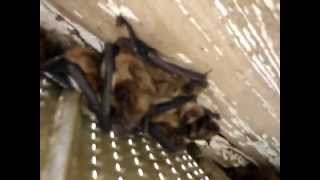 Bats in Soffit [upl. by Michaud]