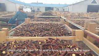 LICOFUL FZE Licorice Root Producing ProcessLicorice Root CuttingWashingDrying and Packing process [upl. by Settera]