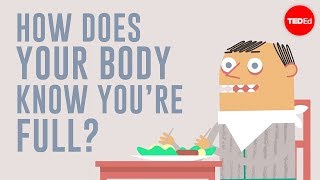 How does your body know youre full  Hilary Coller [upl. by Malik]