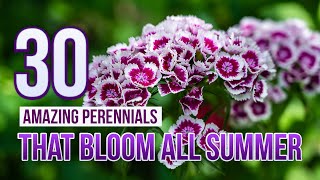 30 Amazing Perennials That Bloom All Summer [upl. by Gianni]