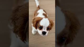 Dlaczego Cavalier King Charles Spaniel [upl. by Thomajan]