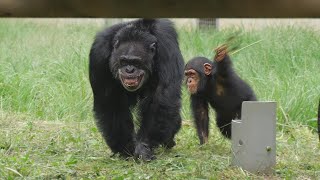 「楽しいことと大変なことは一緒にやってくるんだよ」ディル 多摩動物公園 チンパンジー 202409 [upl. by Soinski]