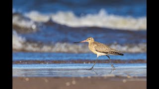 Малый веретенник  Limosa lapponica  Bartailed godwit  Sarkanā puskuitala [upl. by Helbona337]