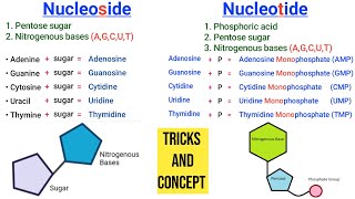 Learn Nucleoside and Nucleotide with one Shortcut  Nucleoside vs Nucleotide [upl. by Atiuqes]